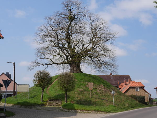 Baum auf einem Hügel.