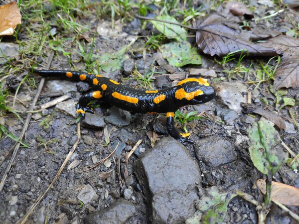 Zu sehen ist ein Lurch auf Waldboden. Das Tier ist schwarz mit gelb-orangenen Flecken.