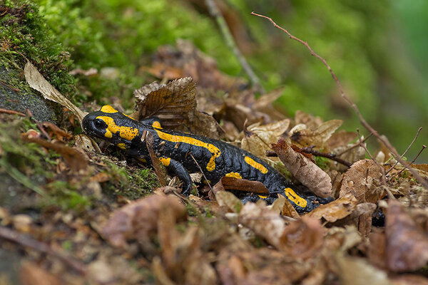 Nahaufnahme: Ein Feuersalamander im Wald. Er sitzt auf Bl�ttern. Seine Haut ist schwarz-gelb-orange gefarbt.