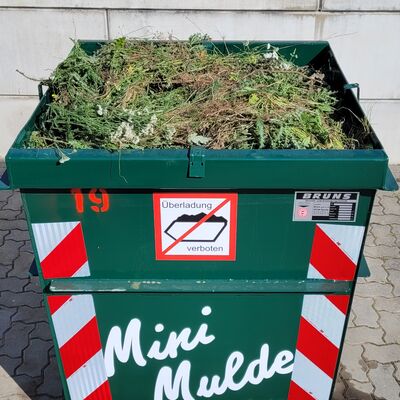Gr�ner Abfallcontainer mit Gartenabf�llen gef�llt steht auf Asphalt vor einer Betonwand.