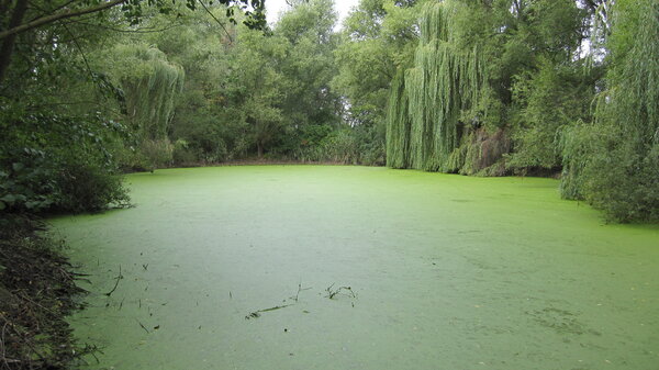 Ein Teich umgeben von B�umen, Str�uchern und Gew�chsen. Der Teich ist mit einer gr�nen Schicht �berzogen.
